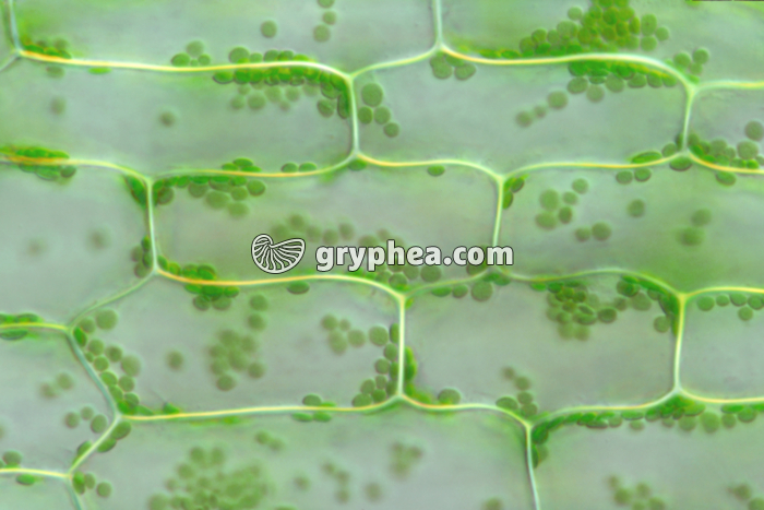 Cellules d'Elodée - cellules chlorophylliennes d'une feuille x100 - gryphea.org